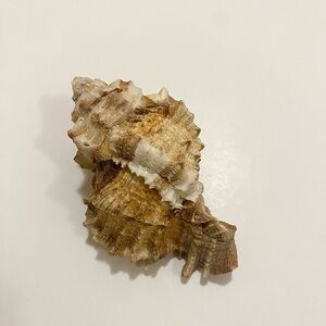 Natural Murex Seashell Spiny Shell Brown/Beige/White Coastal Decor Collector
